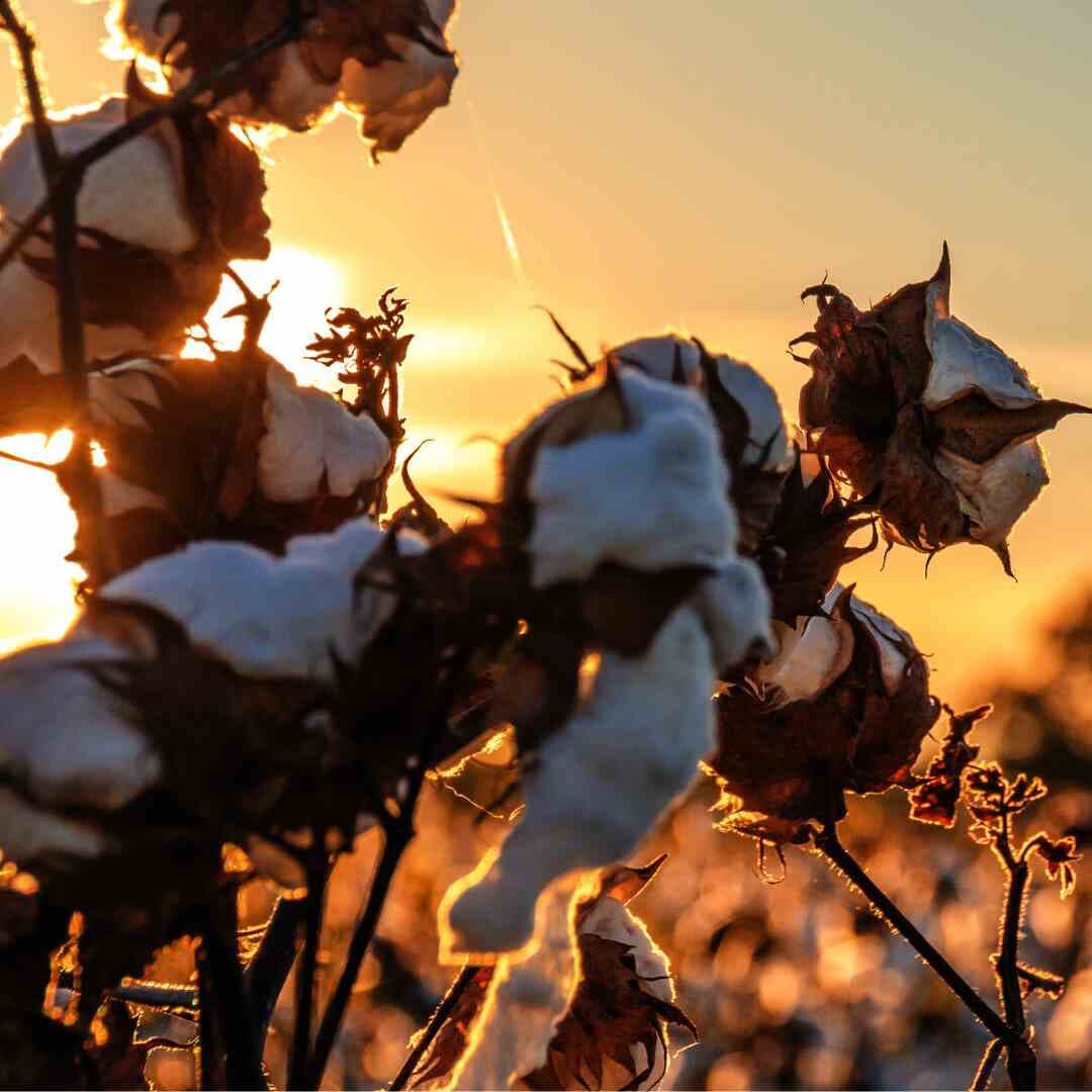 Organic cotton